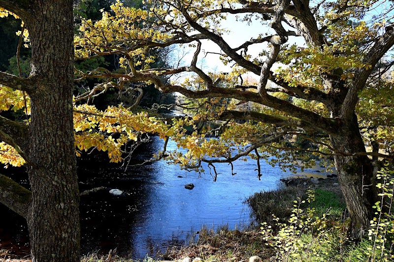 Färnebofjärdens Nationalpark — naturupplevelse vid älven